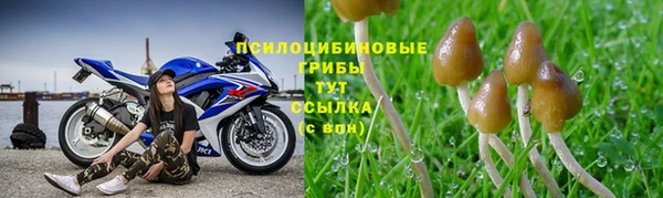 прущие грибы Алексин